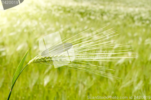 Image of ear of green wheat on a background sun