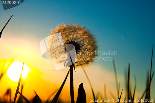 Image of old dandelion and sun