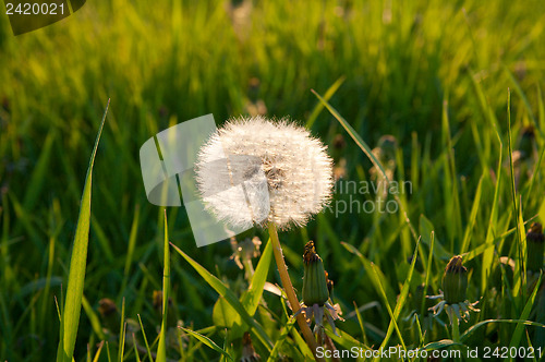 Image of one old dandelion against sun