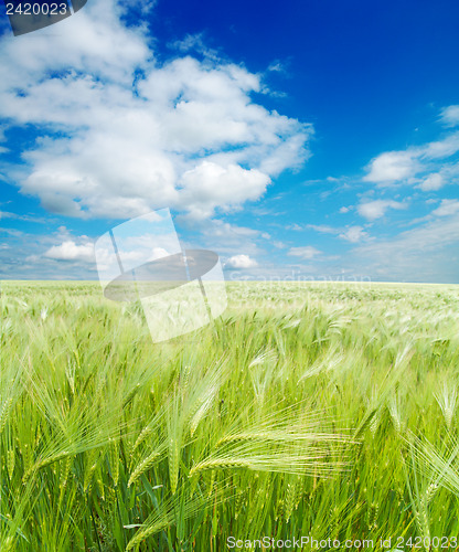Image of field of green wheat under cloudy sky