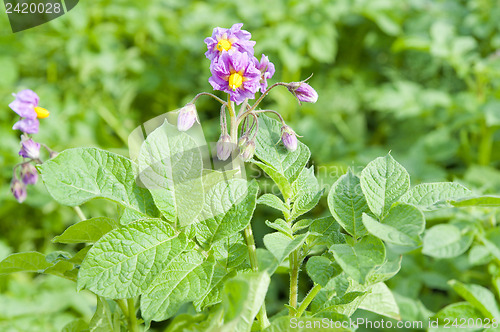 Image of potato's blooming on the field
