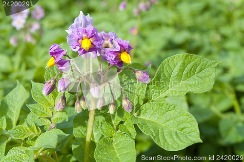 Image of flower of potatoes