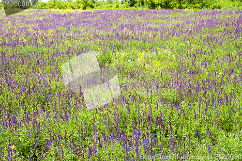 Image of flowers in nature