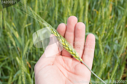 Image of green wheat in hand