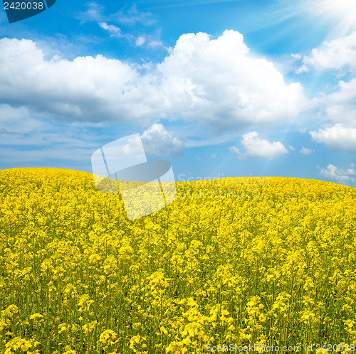 Image of flower of oil rape in field with blue sky and clouds
