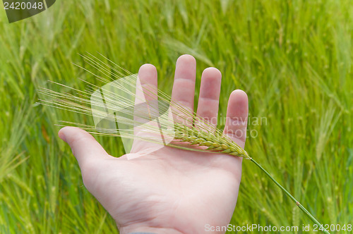 Image of green wheat in hand
