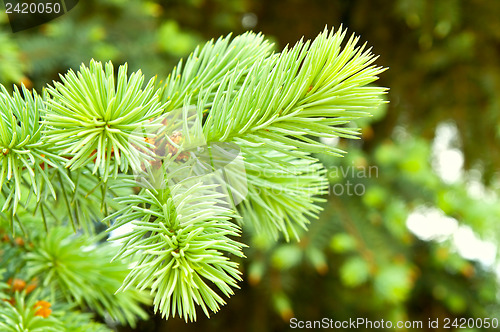 Image of close-up of pine branches