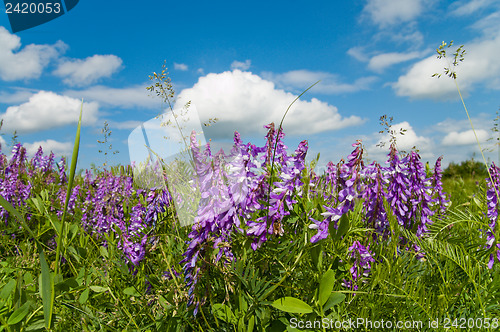 Image of colorful wild flowers under good sky