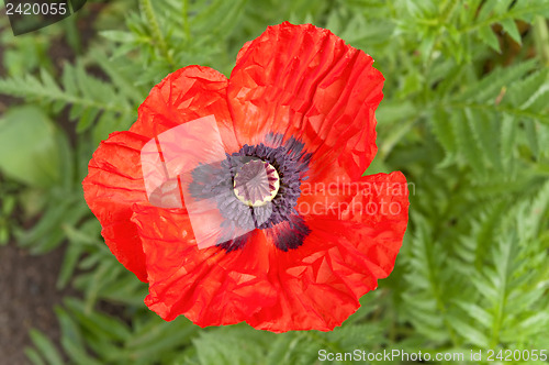 Image of red flower of poppy in spring