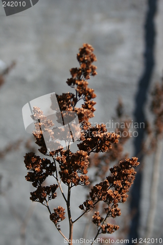 Image of Dead flower