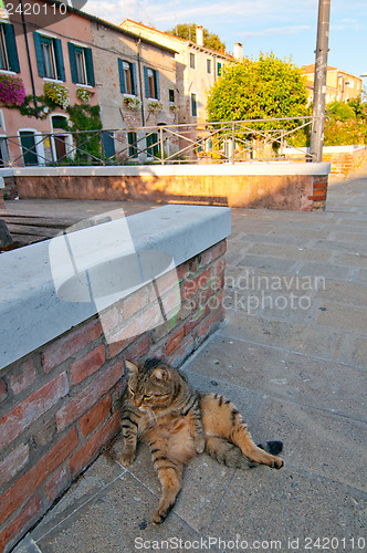 Image of Venice Italy cat on the street