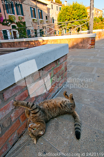 Image of Venice Italy cat on the street