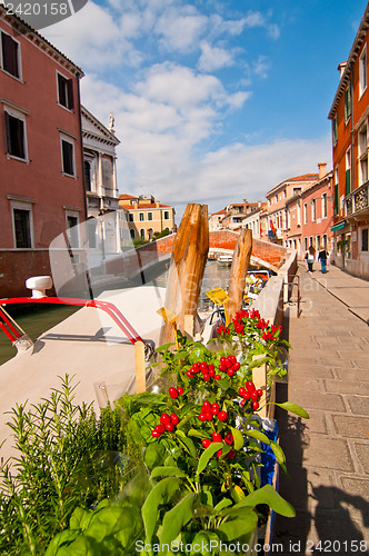 Image of Venice Italy red chili pepper plant