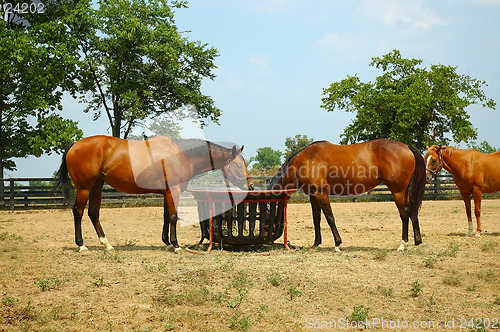 Image of Horses