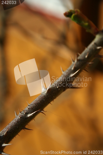 Image of Thorns