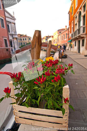 Image of Venice Italy red chili pepper plant 