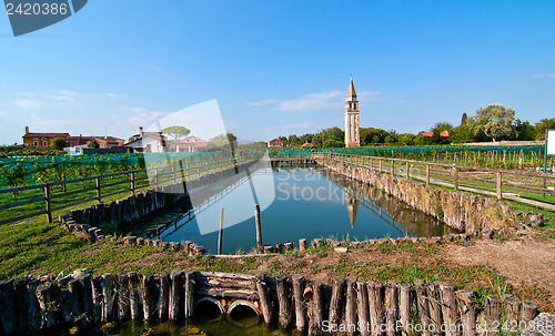 Image of Venice Burano Mazorbo vineyard