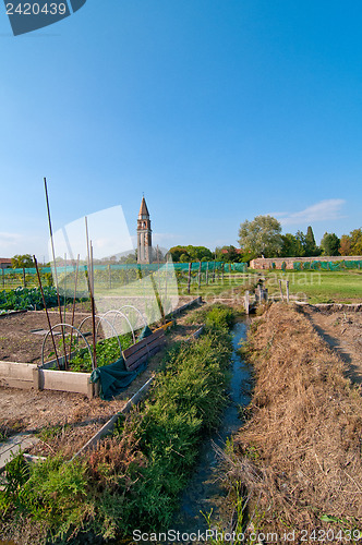 Image of Venice Burano Mazorbo vineyard