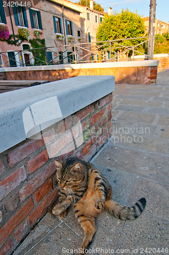 Image of Venice Italy cat on the street