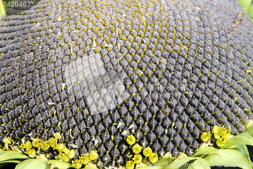 Image of ripe sunflower close-up