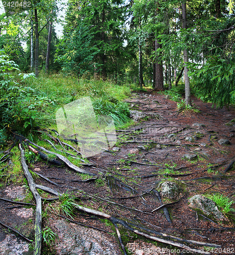 Image of path with roots of trees in forest