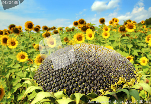 Image of ripe sunflower and sunflowers field