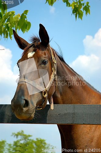 Image of Horse