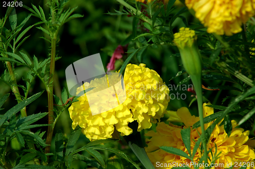 Image of Marigolds