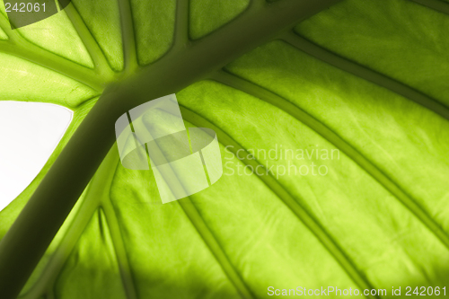 Image of green leaf