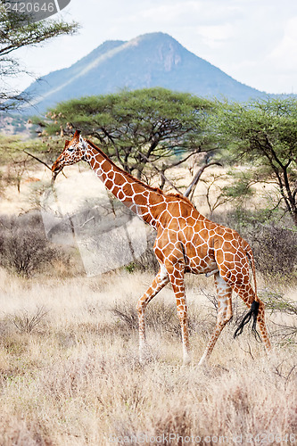 Image of Reticulated Giraffe walking in the Savannah