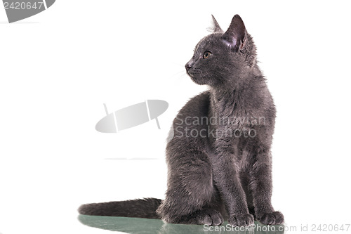 Image of Chatreaux Kitten Sitting