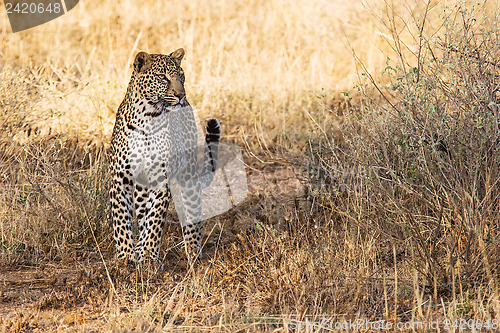 Image of Beautiful Leopard in the Wild