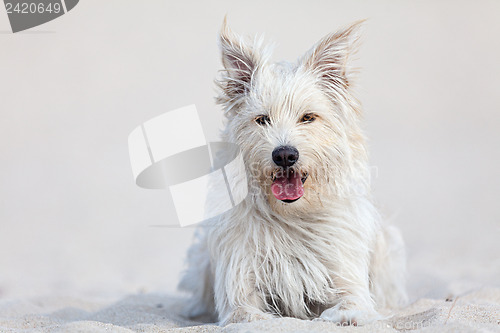 Image of White dog on the beach