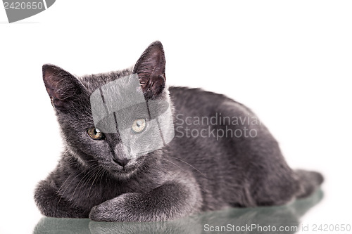 Image of Chatreaux Kitten