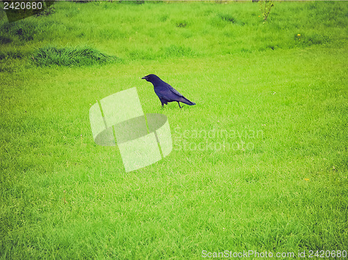 Image of Retro look Black crow