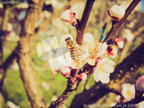 Image of Retro look Bee fetching nectar from flower