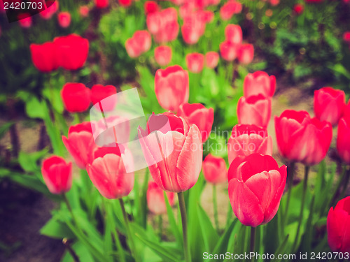 Image of Retro look Tulips picture