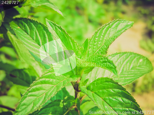 Image of Retro look Peppermint