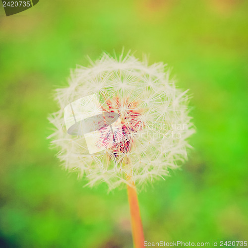 Image of Retro look Dandelion