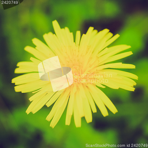 Image of Retro look Dandelion