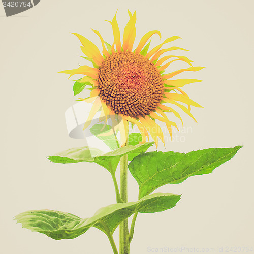 Image of Retro look Sunflower flower