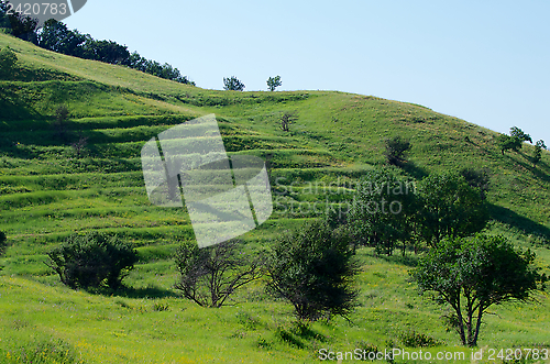 Image of Green Sunny Day