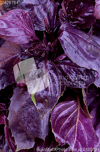 Image of Basil Leaves