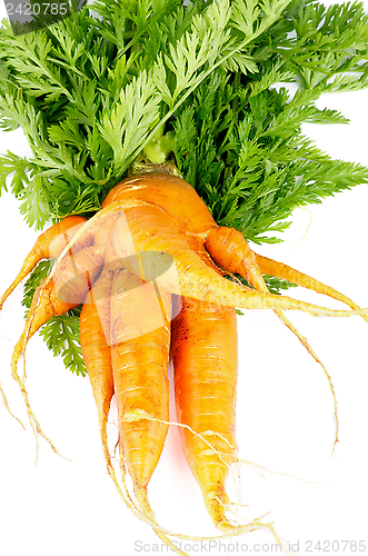 Image of Big Carrot