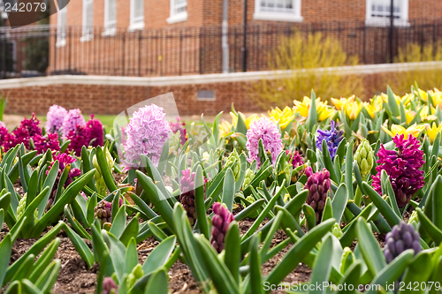 Image of Spring Flowers