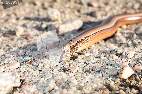 Image of Slow worm portrait