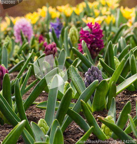 Image of Spring Flowers