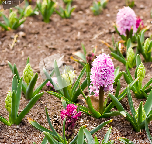 Image of Spring Flowers