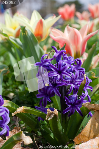 Image of Spring Flowers