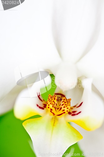 Image of white orchid on green background